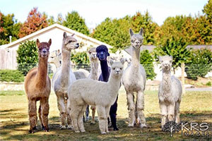 Alpacaville 